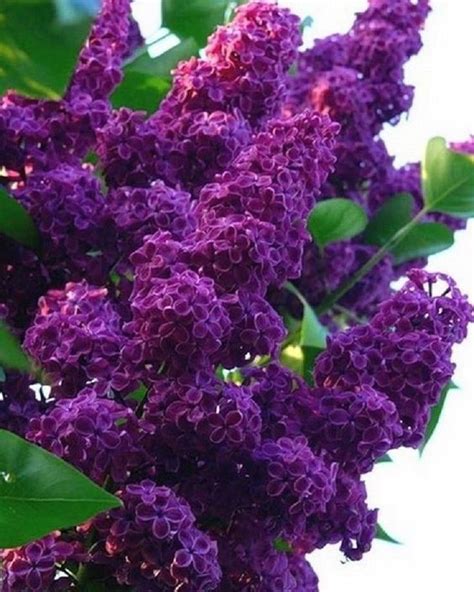 Find the perfect lilac shrub for your landscaping 25 Dark Purple Lilac Seeds Tree Fragrant Hardy Perennial ...