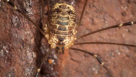 Can a spider bite kill you? Daddy Long Legs Facts | Animals - mom.me