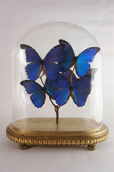 Butterflies In Glass Domes Butterfly Domes Made Using Modern Glass Dome Vintage Glass Domes
