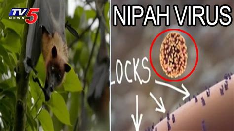 Niv is a persistent virus, which sustains from 5 to 14 days. నిపా వైరస్ కలకలం..Signs and symptoms of Nipah Virus | TV5 ...