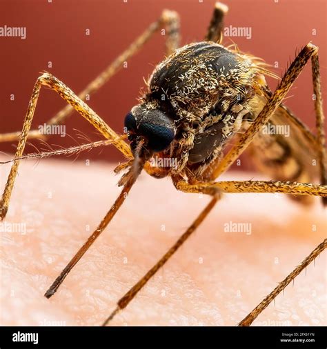 Zika Infectó A Mosquito Bite Leishmaniasis Encefalitis Fiebre