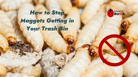 How To Stop Maggots Getting In Your Trash Bin School Of Bugs