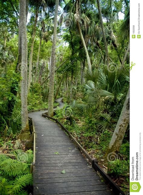 Forest Path Stock Photo Image Of Peaceful Environmental