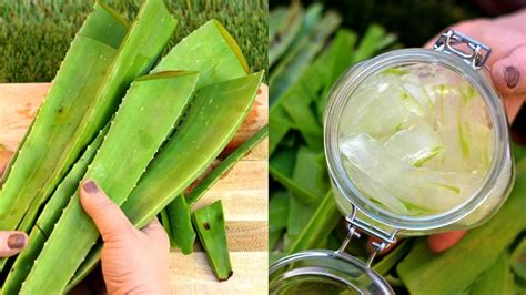 More than a gel, i would like to call it aloe juice because that is what it is. How To Make Aloe Vera Gel At Home |100% Organic & Fresh ...