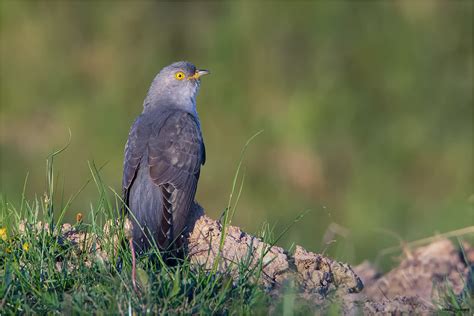 The common cuckoo (cuculus canorus) is a member of the cuckoo order of birds, cuculiformes, which includes the roadrunners, the anis and the coucals. Kuckuck (Forum für Naturfotografen)