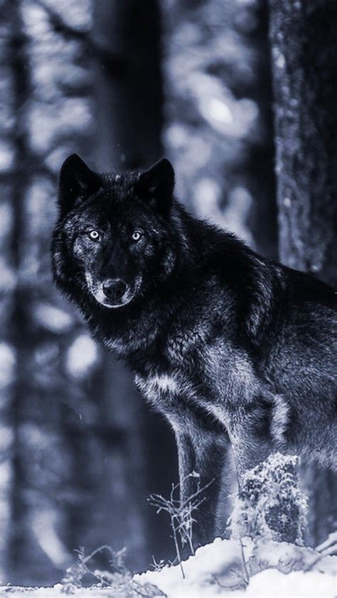 Cool wolf iphone wallpaper in hd. Bad Wolf iPhone Wallpapers - Top Free Bad Wolf iPhone ...