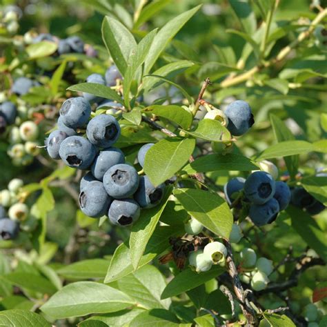 Tifblue Blueberry Plant Addicts
