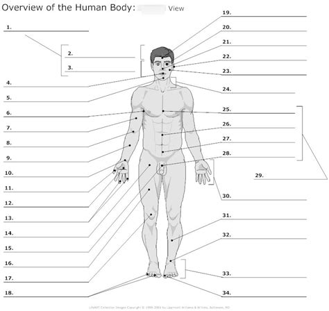 Printable Anatomical Terminology Worksheet