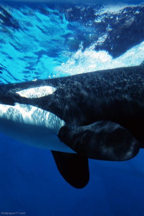 Check spelling or type a new query. 46+ Orca Wallpaper iPhone on WallpaperSafari