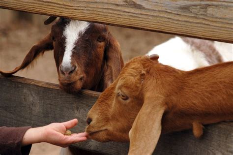 17 Of The Best Goat Breeds The Organic Goat Lady