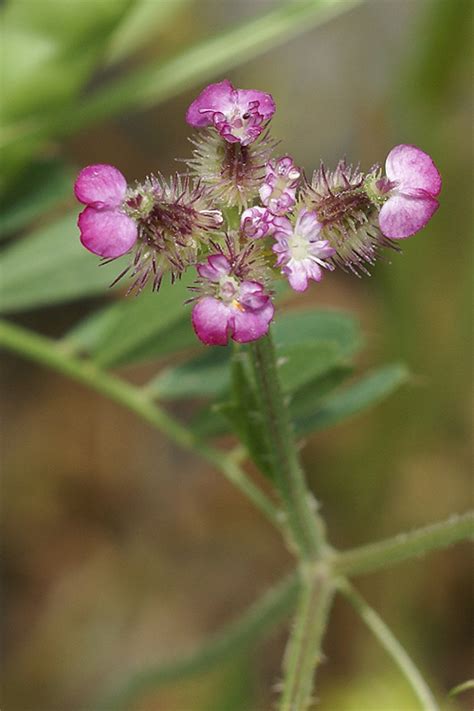 http://www.cretanflora.com/torilis_arvensis-purpurea.html