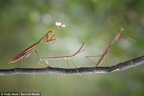Yudy Sauws Photographs Of A Praying Mantis Mating Ritual Daily Mail