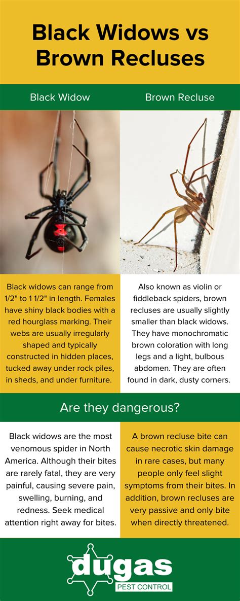 Brown Recluse Spider Bite Vs Black Widow