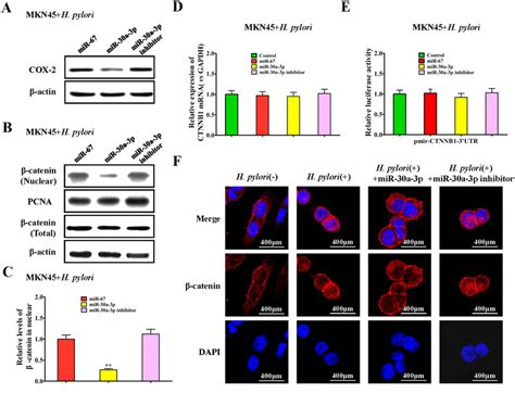 regulation of mir 30a 3p on the cox 2 and β catenin signaling pathway download scientific