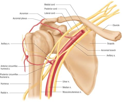 However, it is an unstable joint because of the range of motion allowed. Nerves In Shoulder Area - See more about Nerves In ...