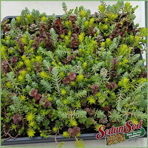 Sedumsod Mini Mats Ground Cover Sedum Ground Cover Succulent