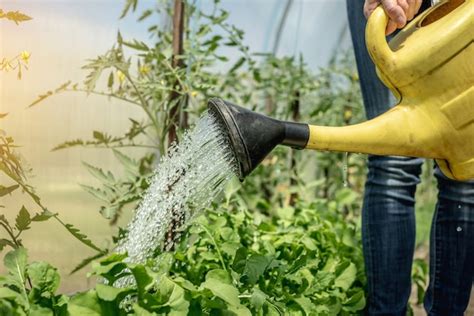 La Persona Está Regando Las Plantas De Tomate Verde En Un Invernadero