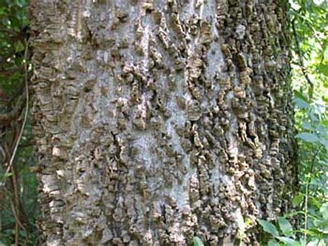 A popular southern tree used on streets, parks, and large areas. Micocoulier occidental, voir l'image