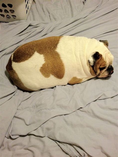 Your web browser is pointed at the only website celebrating every dog wearing extra anyway, keep your eyes peeled to send in new pictures and the like. 9 best Fat Dogs images on Pinterest | Fat dogs, Funny ...