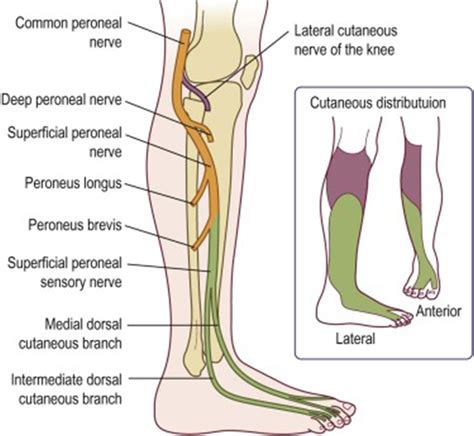 Entrapment Neuropathies Of The Lower Extremity Medical Clinics