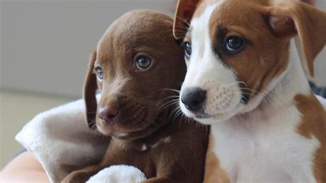 Puppy adoption is the procedure of taking legal responsibility for an animal that a previous owner has either abandoned or turned away from a shelter or rescue group. Pet Adoption Centers Near Me That Are Open - Anna Blog