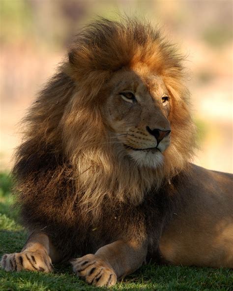 uu27itu: wild animals pictures lion