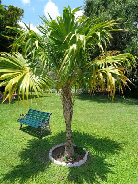 Grow this native, salt-tolerant palm near the coast - UF/IFAS Extension 