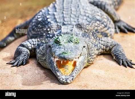 Big African Alligator Crocodile With Open Mouth On Crocodile Farm In