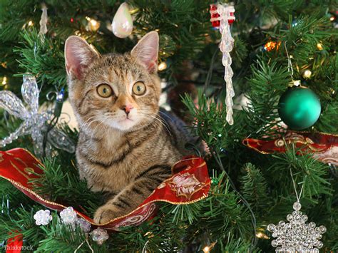 The tale of the icelandic this kitten is standing in the center of the tree as though he owns it and makes this christmas tree very special. Help! How do I Keep My Cat Out of the Christmas Tree?
