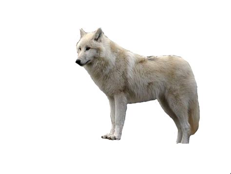Pocket edition baby wolves minecraft: Wolf PNG
