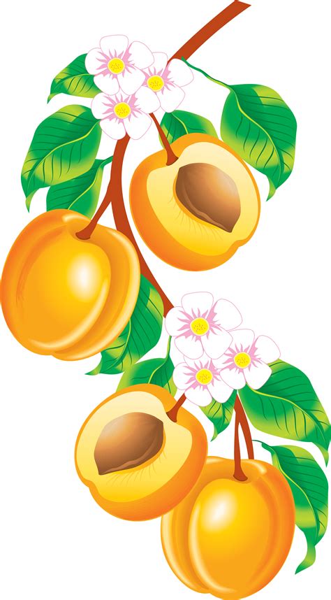 Peaches Cliparts Free Download On Clipartmag