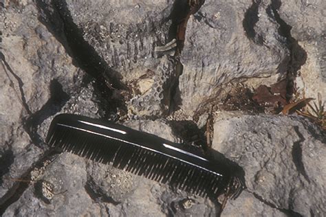 Biogenic carbonate rocks (limestones) consist of the shells of foraminifers, corals, bryozoans, brachiopods, mollusks, algae, and other organisms. Introduction to Physical Geology Syllabus