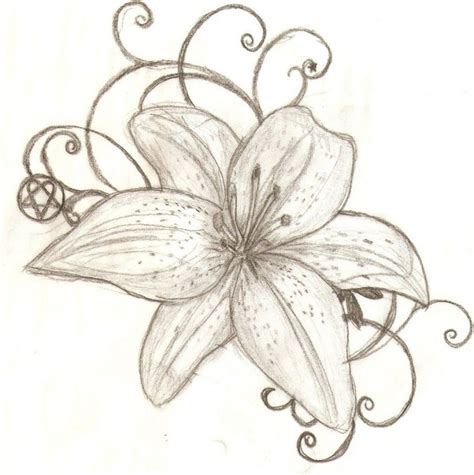 Pencil Drawings Of Tiger Lilies