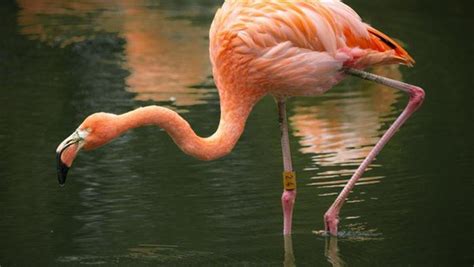 40 Fascinating Pictures Of Pink Flamingo Birds That Youll Enjoy