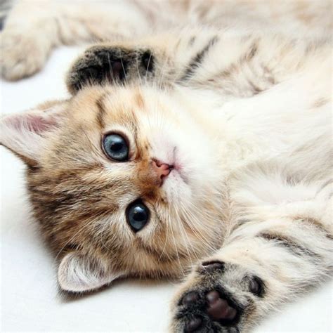 Alle baby sind ungeschützt und brauchan ünterschtützung von mutter und manchnal von menschen. Katze erziehen und sie verstehen können - 40 Bilder von ...
