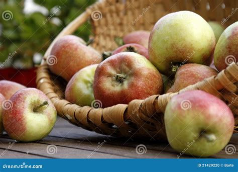 Rich harvest stock photo. Image of plentiful, basket - 21429220