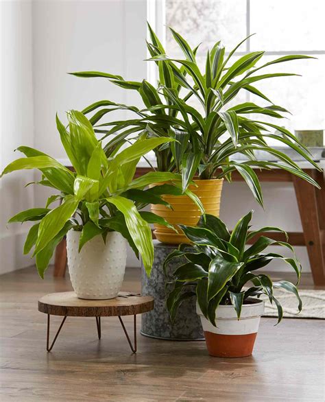 23 Pretty Houseplants That Dont Need Much More Than Water