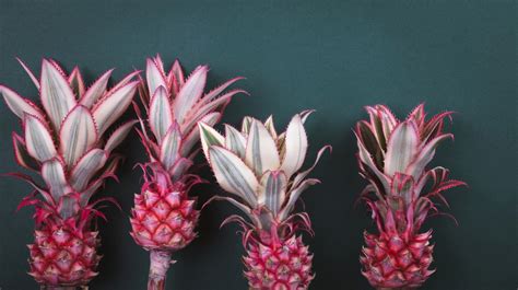 Pink Pineapples Are Real But Are They Safe To Eat