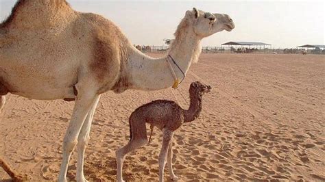 Camelcamelcamel and some similar sites ( i don't want to name them). 6-Year-Old Injaz, the World's First Cloned Camel, Is ...