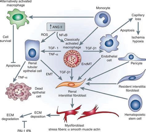 Ureteral Obstruction As A Model Of Renal Interstitial Fibrosis And