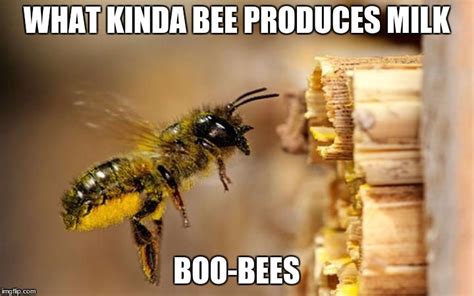 Bee Imgflip