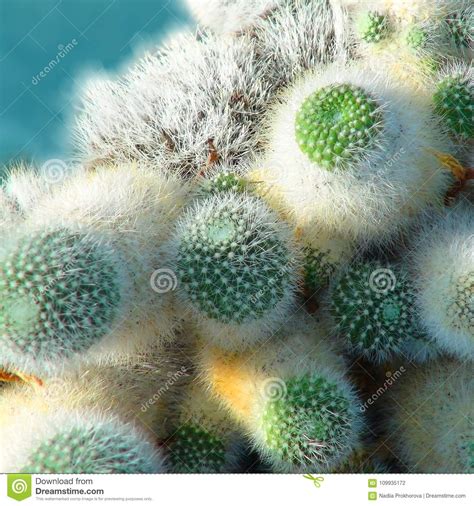 Background With Green Cactus Plants Stock Photo Image