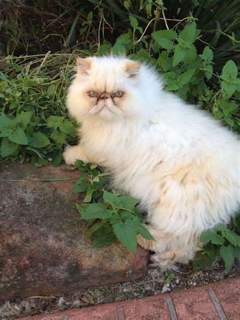 Laying in the Catnip in the Garden | Pretty cats, Fancy cats, Persian