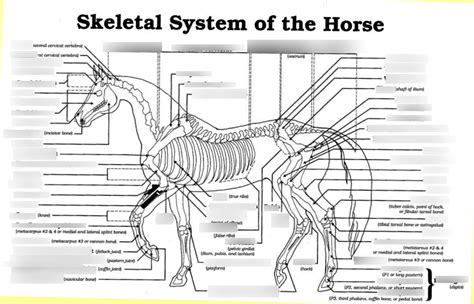 Skeletal System Of The Horse Diagram Quizlet
