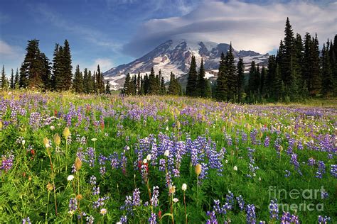 Summer Wildflower Meadow At Mount Rainier National Park In Washington