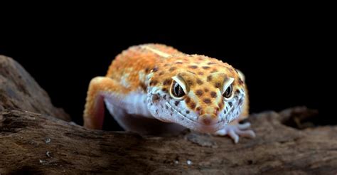 A Definitive Profile Of Tangerine Leopard Gecko