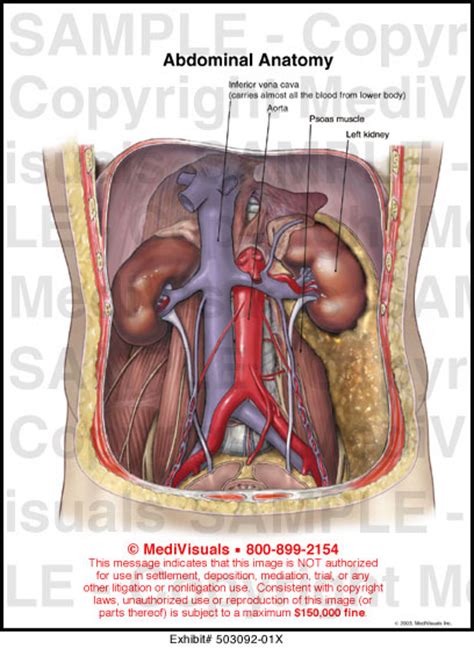 Abdominal Anatomy Medical Illustration Medivisuals