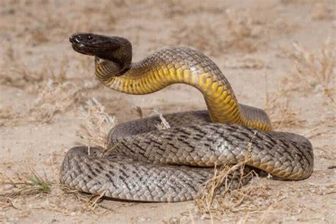 Quais São As 5 Cobras Mais Venenosas Do Mundo Tricurioso
