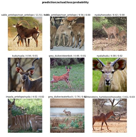 African Antelope: A Case Study of Creating an Image Dataset