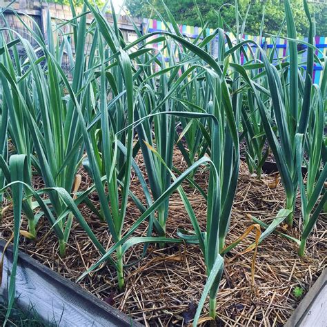 How To Grow And Preserve Garlic Kellogg Garden Products